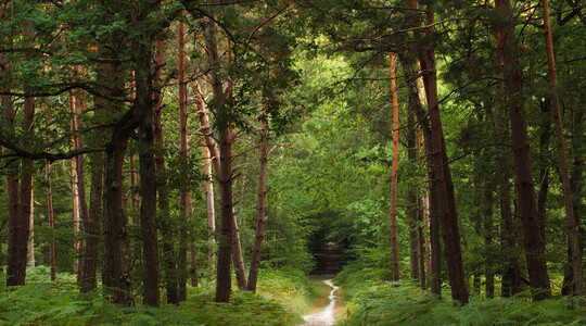 Forêt (adobestock)